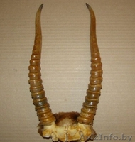 Беру рога лося оленя сайгака в Минске дорого. - Изображение #2, Объявление #1585073