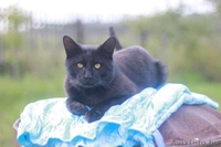 Отдам в очень хорошие руки - Изображение #3, Объявление #1583949