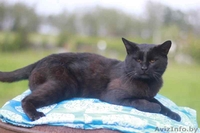 Отдам в очень хорошие руки - Изображение #2, Объявление #1583949