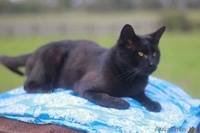 Отдам в очень хорошие руки - Изображение #4, Объявление #1583949