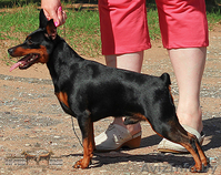 цвергпинчер - Изображение #1, Объявление #1591434