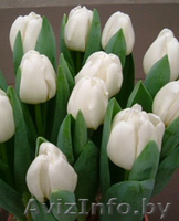 Свежесрезанные тюльпаны в г. Минск  - Изображение #5, Объявление #1037548