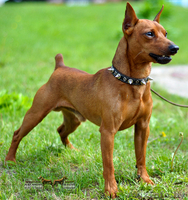 цвергпинчер - Изображение #2, Объявление #1591434