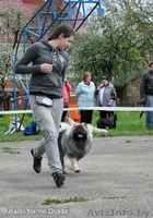 Вольфшпиц / кеесхонд щенки - Изображение #2, Объявление #1599381