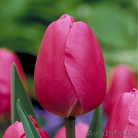 Принимаем предзаказы на опт тюльпанов к 8 Марта - Изображение #3, Объявление #1602786