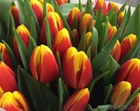 Принимаем предзаказы на опт тюльпанов к 8 Марта - Изображение #2, Объявление #1602786
