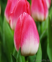 Принимаем предзаказы на опт тюльпанов к 8 Марта - Изображение #1, Объявление #1602786