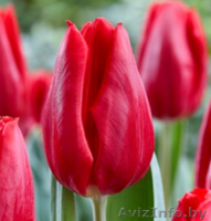 Принимаем предзаказы на опт тюльпанов к 8 Марта - Изображение #5, Объявление #1602786