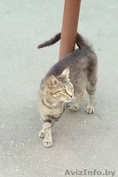 СОС Кошечке срочно нужен дом или хотя бы передержка - Изображение #3, Объявление #1608663