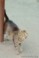 СОС Кошечке срочно нужен дом или хотя бы передержка - Изображение #2, Объявление #1608663