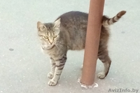 СОС Кошечке срочно нужен дом или хотя бы передержка - Изображение #1, Объявление #1608663