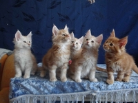 Породистые котята Мейн-Кун - Изображение #2, Объявление #1614737