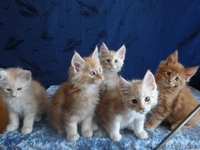 Породистые котята Мейн-Кун - Изображение #1, Объявление #1614737