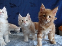 Породистые котята Мейн-Кун - Изображение #3, Объявление #1614737