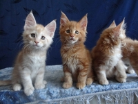 Породистые котята Мейн-Кун - Изображение #4, Объявление #1614737