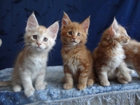 Породистые котята Мейн-Кун - Изображение #5, Объявление #1614737