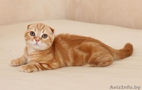 красный скоттиш фолд - Изображение #3, Объявление #1615024