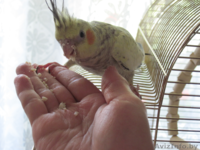 Корелла птенцы (нимфа) домашниче ручные - Изображение #2, Объявление #1619409