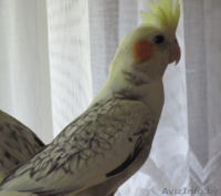 Корелла птенцы (нимфа) домашниче ручные - Изображение #3, Объявление #1619409