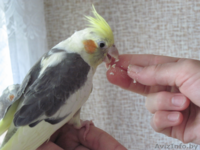 Корелла птенцы (нимфа) домашниче ручные - Изображение #5, Объявление #1619409