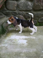 Продам щенков породы Бигль - Изображение #2, Объявление #1619989