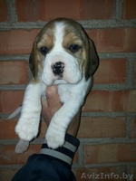 Продам щенков породы Бигль - Изображение #3, Объявление #1619989