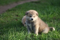 Щенки, японской- акита-ину, тигровые и рыжие - Изображение #2, Объявление #1628923