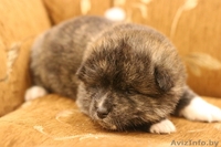 Щенки, японской- акита-ину, тигровые и рыжие - Изображение #4, Объявление #1628923