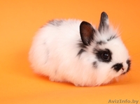 Кролики разных видов и породы - Изображение #3, Объявление #1642288