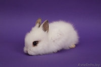 Кролики разных видов и породы - Изображение #5, Объявление #1642288