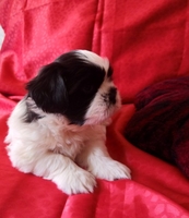 Щенок мальчик Ши-тцу - Изображение #2, Объявление #1653512