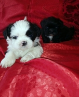 Щенок мальчик Ши-тцу - Изображение #4, Объявление #1653512