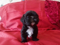 Девочка и мальчик щенки Ши-тцу редкого черного окраса. - Изображение #3, Объявление #1653515