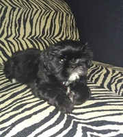 Очаровательные чистокровные щенки Ши-тцу - Изображение #3, Объявление #1654182