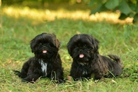 Очаровательные чистокровные щенки Ши-тцу - Изображение #4, Объявление #1654182