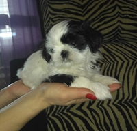 Очаровательные чистокровные щенки Ши-тцу - Изображение #5, Объявление #1654182