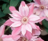 Отборные сортовые пионы, розы, тюльпаны, гортензии, клематисы, удобрен - Изображение #1, Объявление #1654608