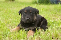 Щенки-карапузики в дар - Изображение #2, Объявление #1659050