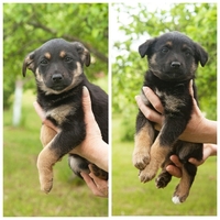 Щенки-карапузики в дар - Изображение #1, Объявление #1659050