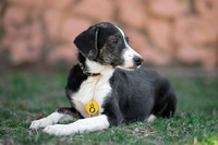 Арс в дар - Изображение #1, Объявление #1659052