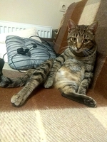  Бэст лесной красавец в добрые руки - Изображение #3, Объявление #1661354