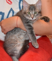 Тима - дымчатый котенок мальчик в хорошие руки - Изображение #3, Объявление #1660869