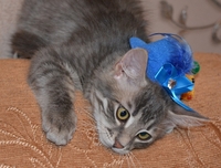 Тима - дымчатый котенок мальчик в хорошие руки - Изображение #5, Объявление #1660869