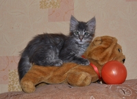 Тима - дымчатый котенок мальчик в хорошие руки - Изображение #7, Объявление #1660869