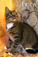 Люси – кошка с зелеными глазами в дар! - Изображение #4, Объявление #1662485