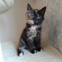 Котята 2 месяца - Изображение #1, Объявление #1663205