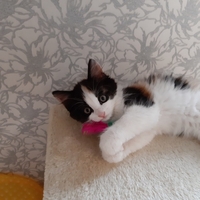 Котята 2 месяца - Изображение #3, Объявление #1663205