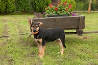 Щенок Тави в дар - Изображение #3, Объявление #1664299