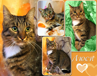 Люси – кошка с зелеными глазами в дар! - Изображение #1, Объявление #1662485