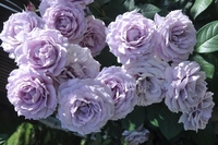 Отборные сортовые пионы, розы, тюльпаны, гортензии, клематисы, удобрен - Изображение #5, Объявление #1654608